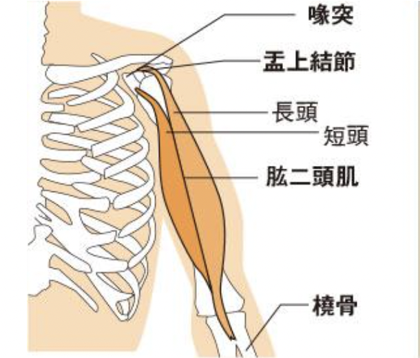 二頭肌 解剖