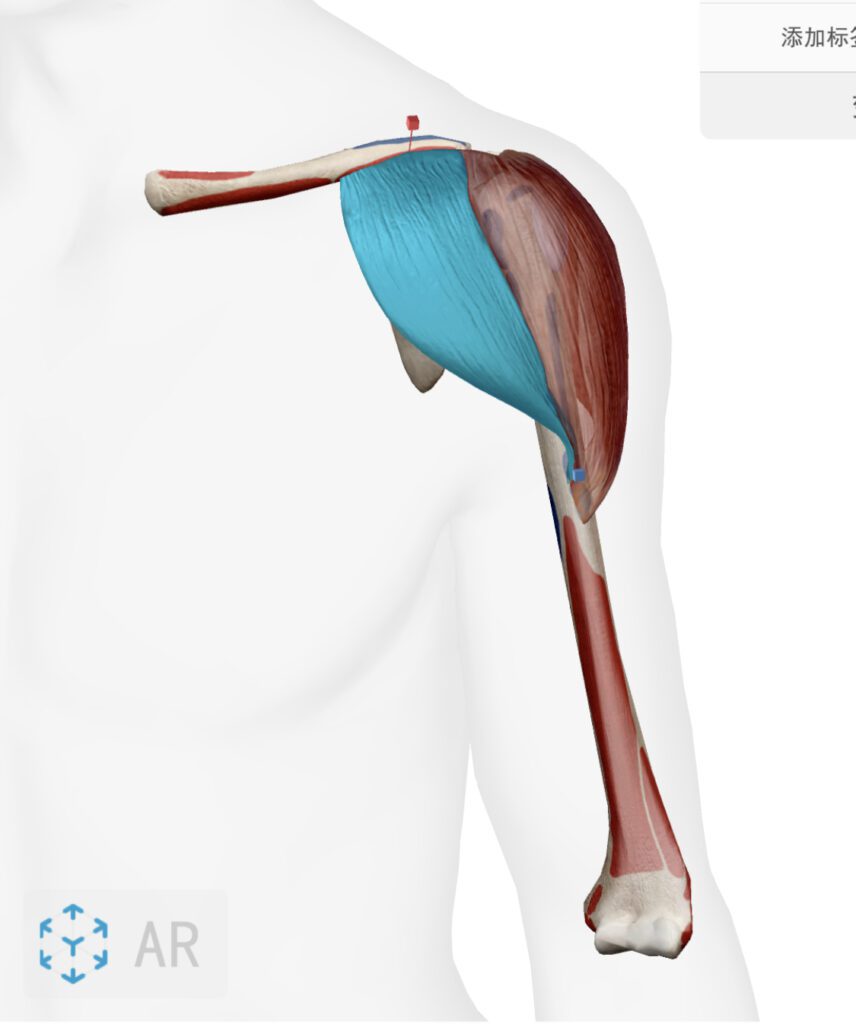 三角肌 前束起點