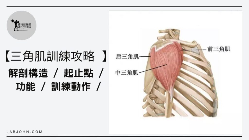 三角肌