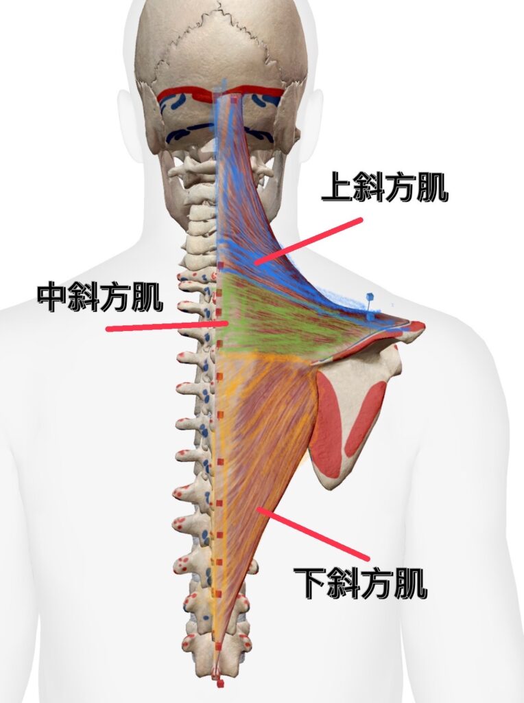 斜方肌