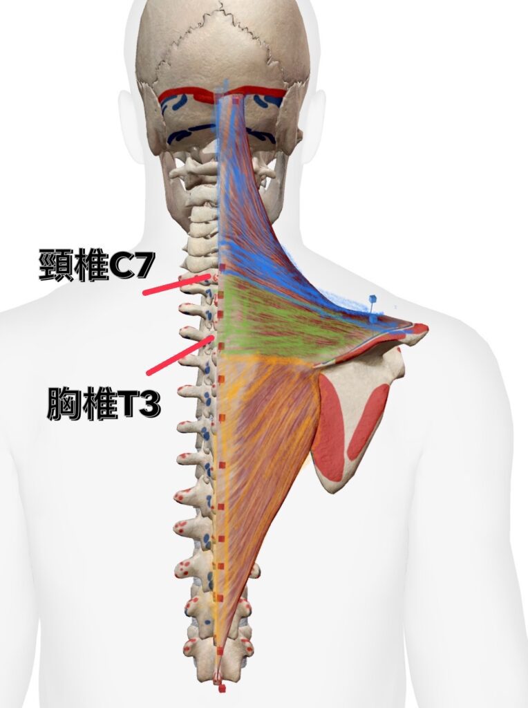 斜方肌
