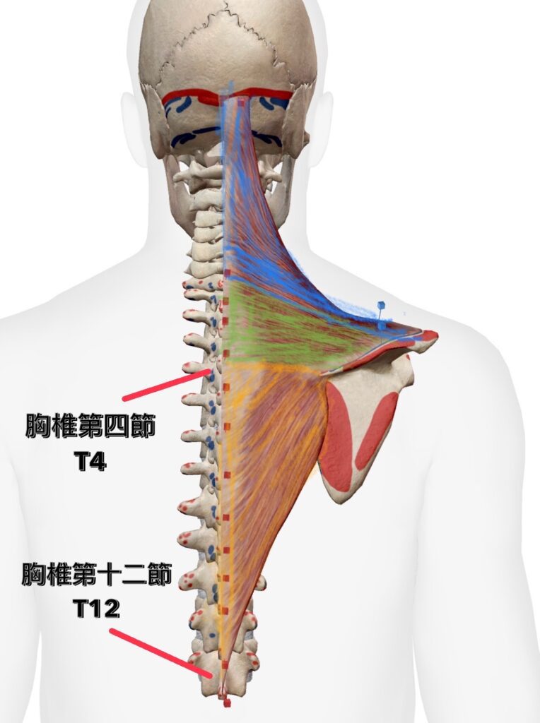 斜方肌