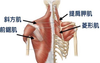 上背肌群