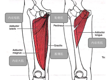 大腿內側
