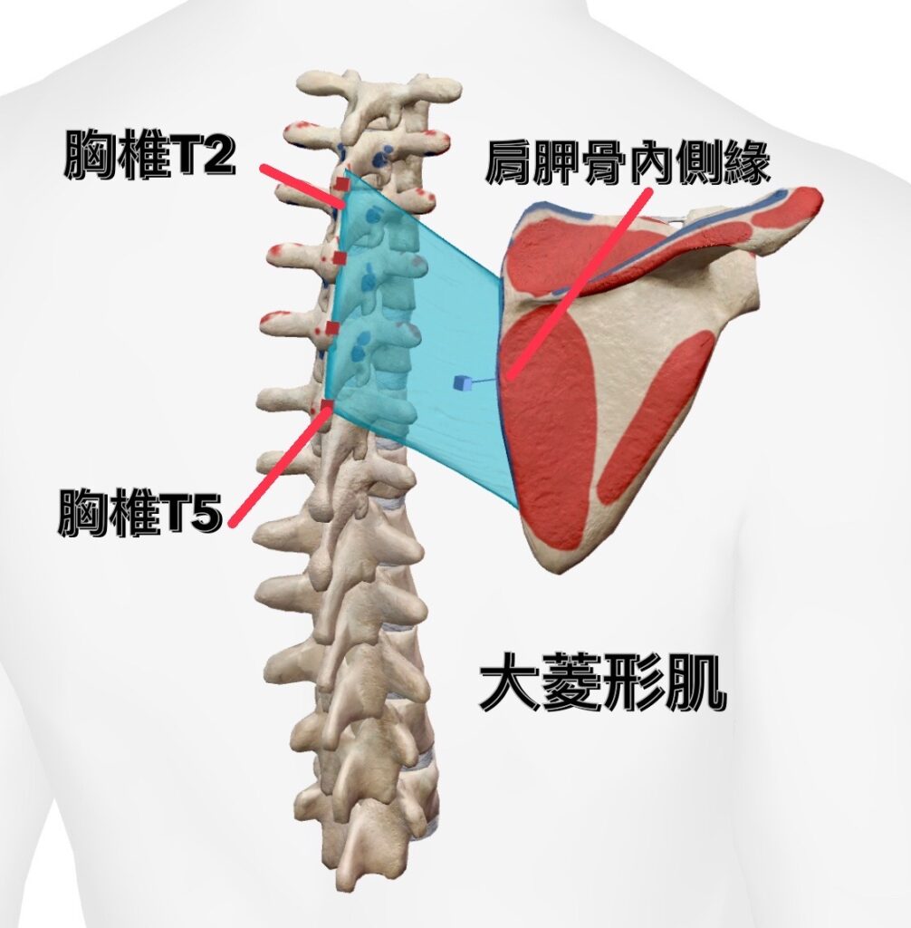 大菱形肌