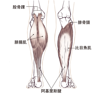 小腿後側