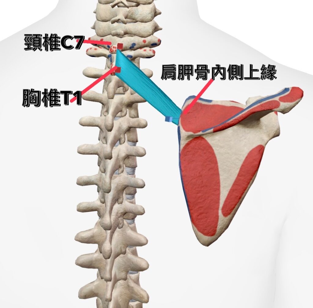 小菱形肌