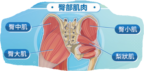 臀部肌群
