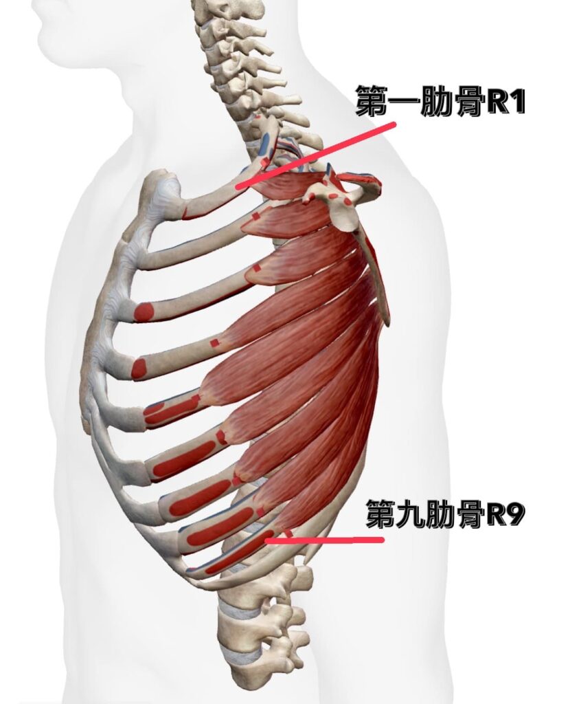 前鋸肌