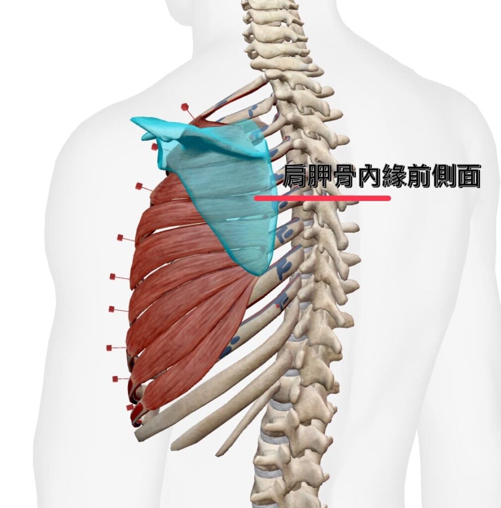 前鋸肌
