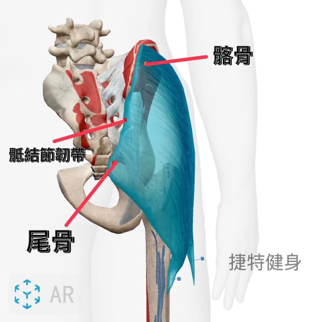 臀部肌群