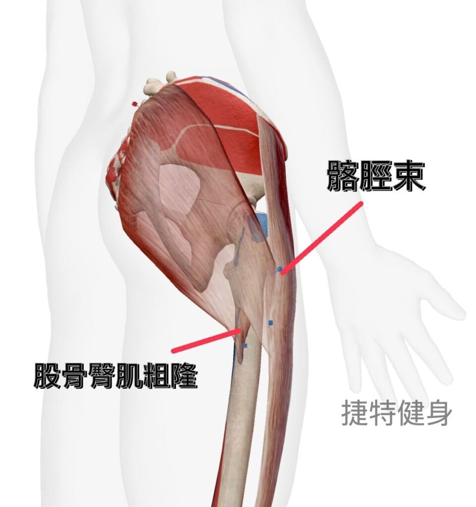 臀部肌群