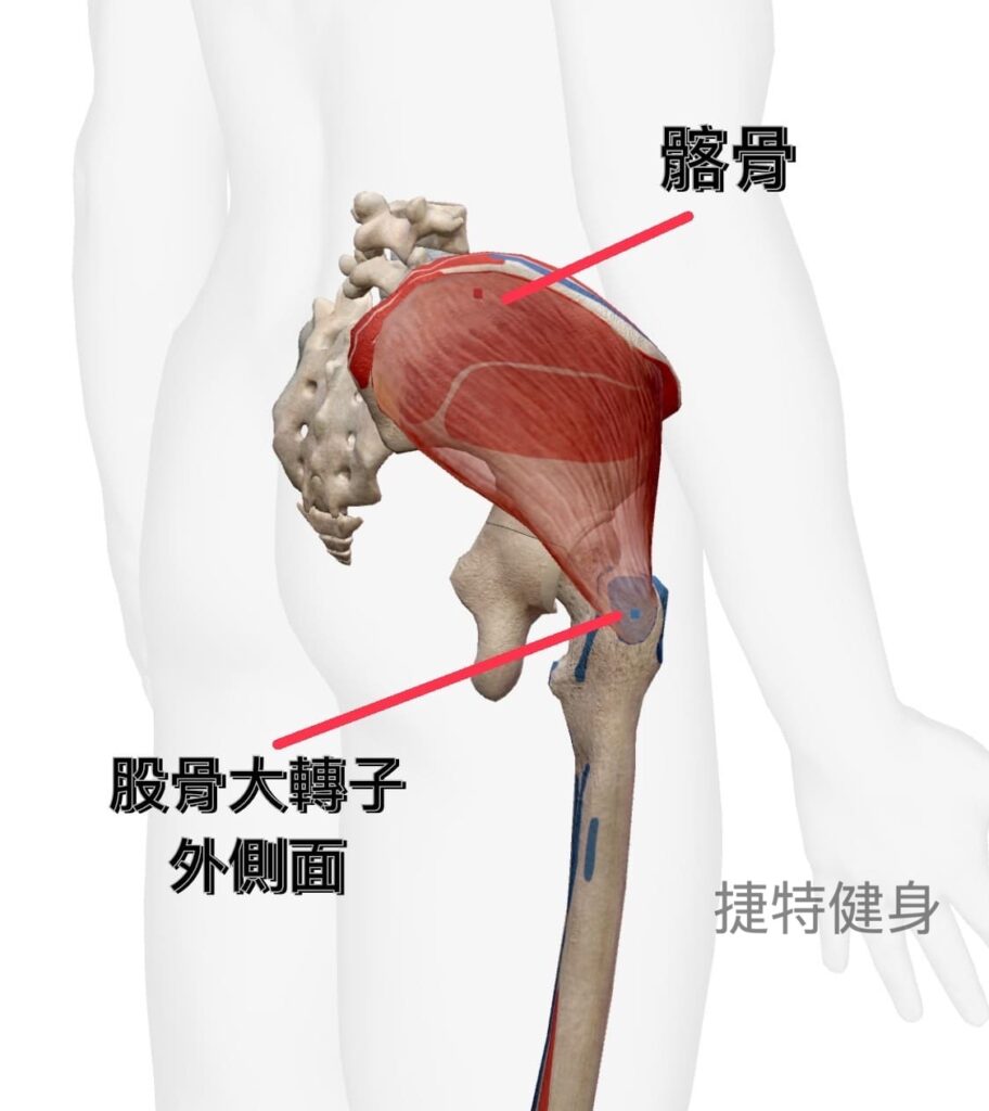 臀部肌群