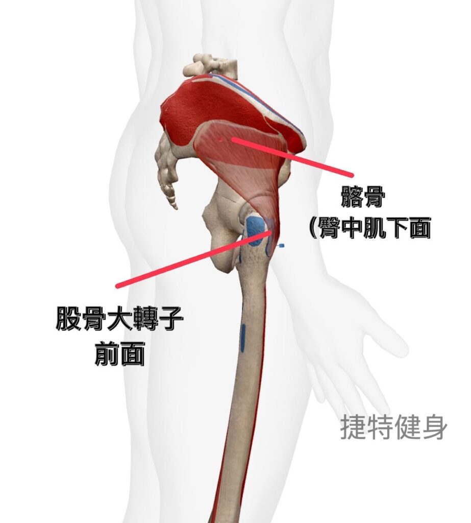 臀部肌群